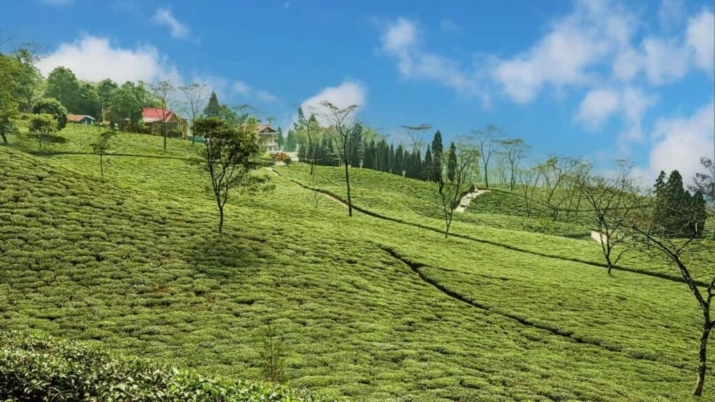 2025 Mozambique Twitter AllCategory Advertising Rate Card South Africa