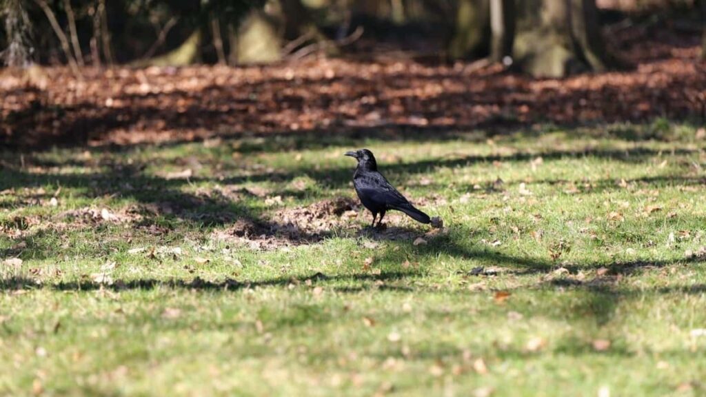 2025 Brazil Snapchat AllCategory Advertising Rate Card for South Africa