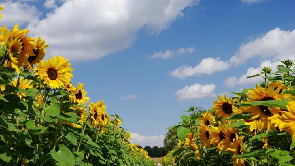 2025 Indonesia Instagram AllCategory Advertising Rate Card for South Africa