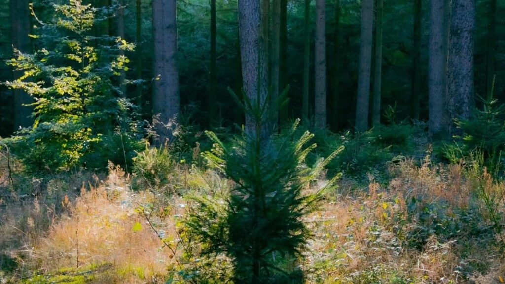 2025 China WhatsApp Advertising Rate Card South Africa Guide