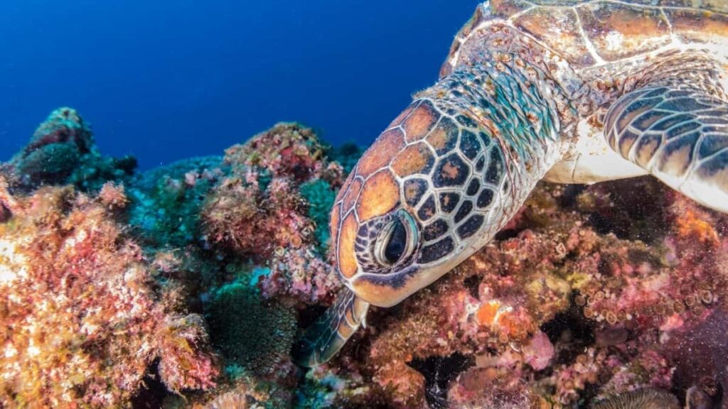 2025 China Telegram AllCategory Advertising Rate Card South Africa