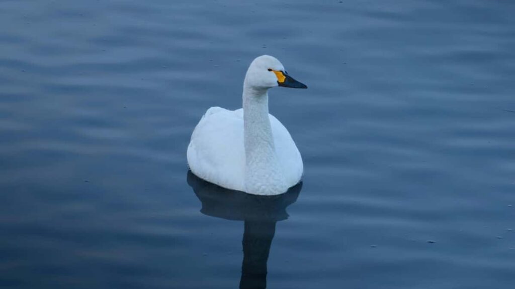 2025 Australia Facebook All Category Advertising Rate Card Insights for South Africa