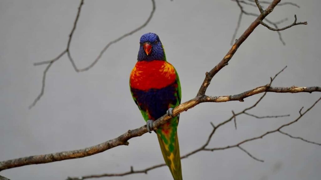 2025 United States YouTube AllCategory Advertising Rate Card Insights for South Africa