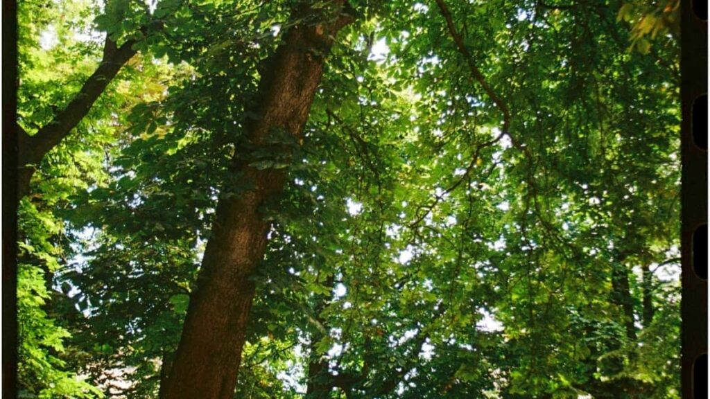 2025 Italy Snapchat AllCategory Advertising Rate Card South Africa Guide