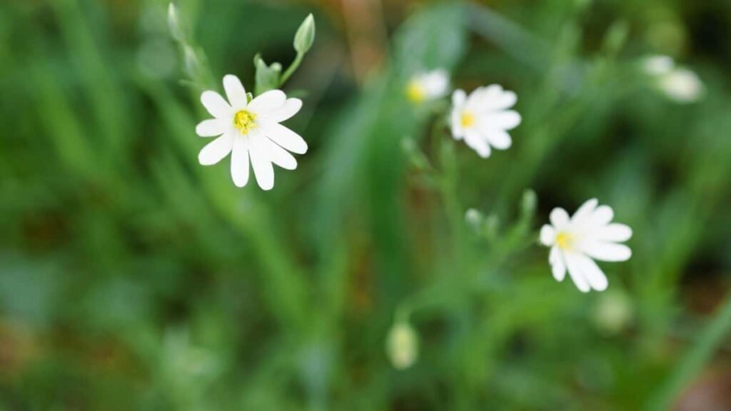 2025 Japan TikTok AllCategory Advertising Rate Card South Africa Guide