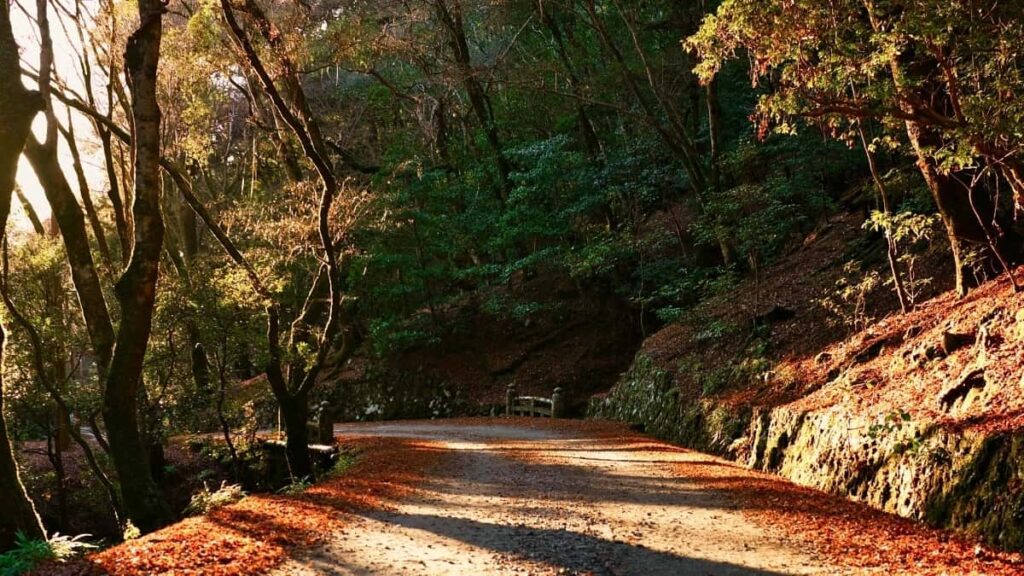 2025 India Instagram Advertising Rate Card For South Africa