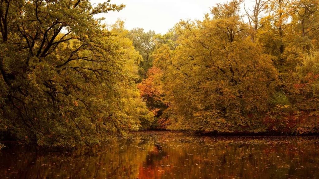 2025 Japan YouTube Wonke Isilinganiso Sezindleko Zokukhangisa