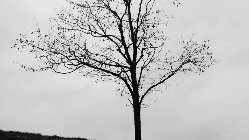 2025 Spain Instagram Izindleko Zokukhangisa Ezihlanganisa Zonke Izigaba