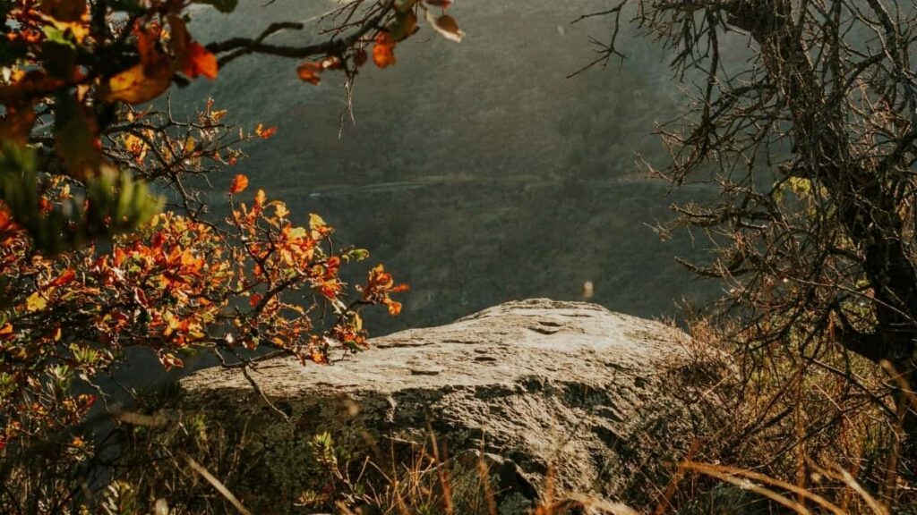 2025 Canada YouTube All Category Advertising Rate Card South Africa Insights