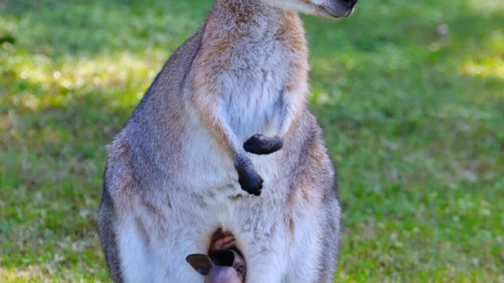 2025 United States TikTok All Category Advertising Rate Card South Africa