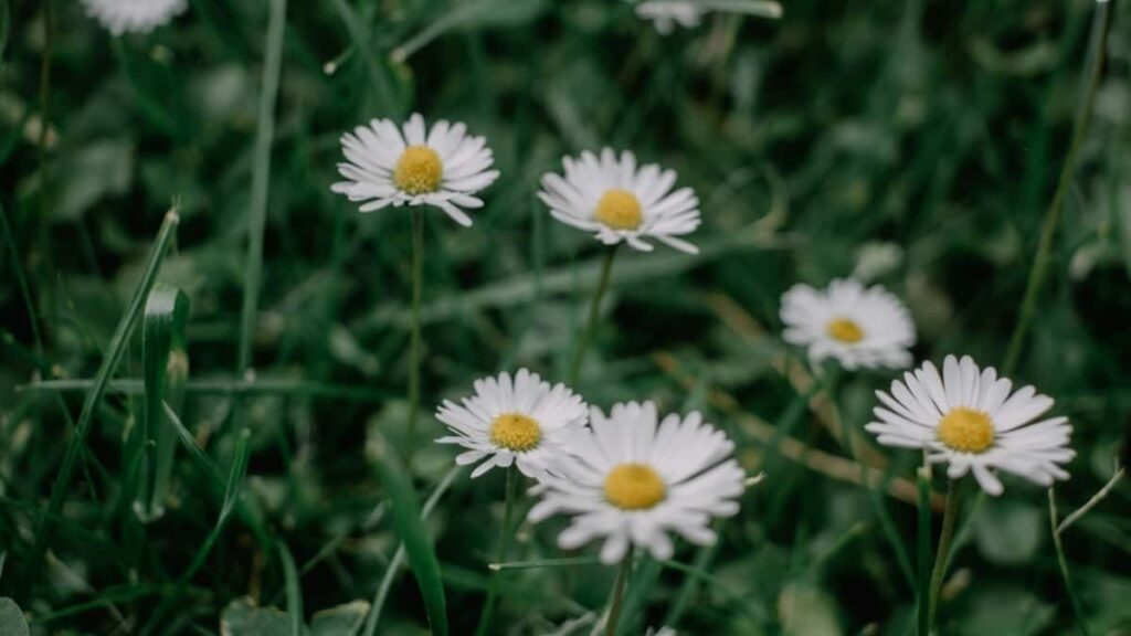 2025 Brazil Facebook AllCategory Advertising Rate Card South Africa