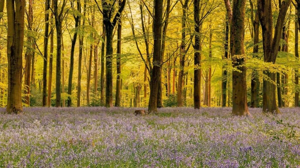 2025 Namibia Twitter Ukukhangisa Amanani Wonke Amacala eSouth Africa