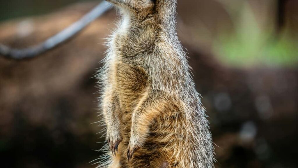 2025 South Korea LinkedIn Advertising Rate Card for South Africa