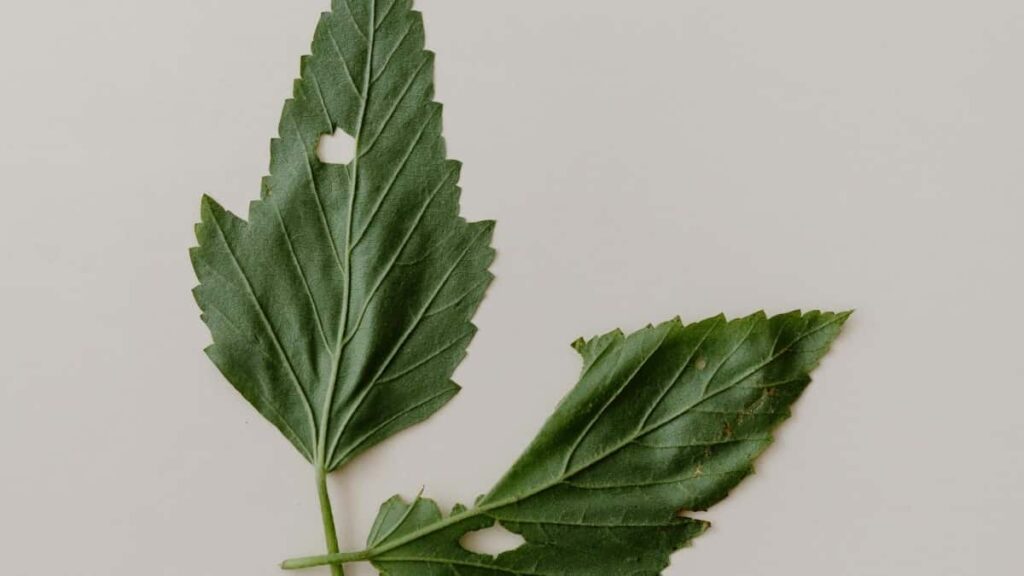 2025 Australia Facebook All Category Advertising Rate Card South Africa