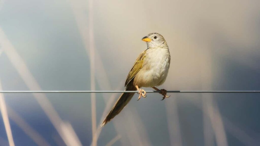 2025 Mozambique WhatsApp Advertising Rate Card South Africa Focus