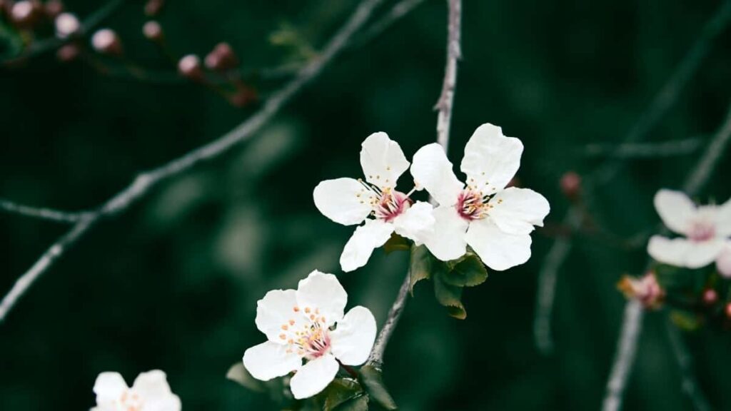 2025 Botswana Pinterest Izindleko Zokukhangisa Zonke Izigaba Ezibhekiswe eSouth Africa