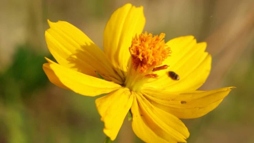 2025 Mozambique Facebook Zonke Izigaba Zokukhangisa Amanani Ekhadi