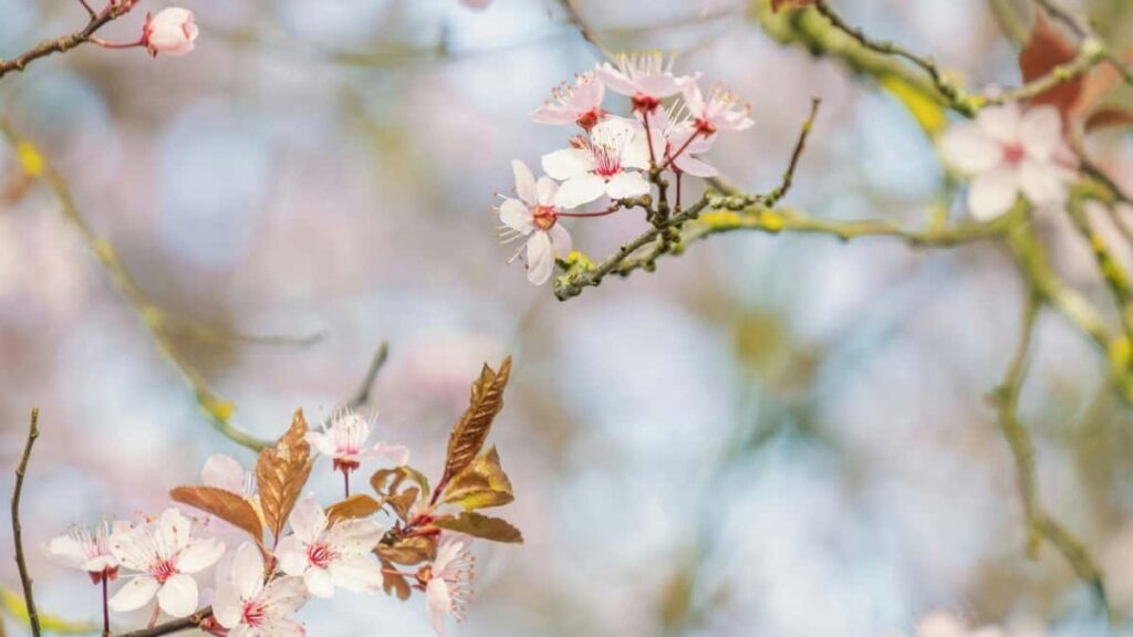 2025 United Arab Emirates Twitter Advertising Rate Card Guide South Africa