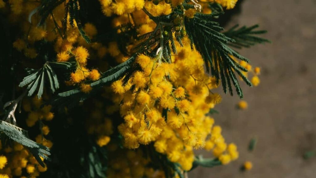 2025 Botswana WhatsApp All Category Advertising Rate Card South Africa