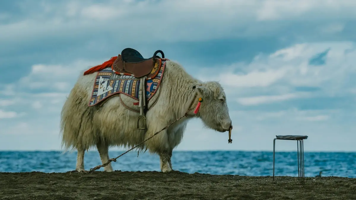 SA marketers: Get Armenia Roposo creators fast