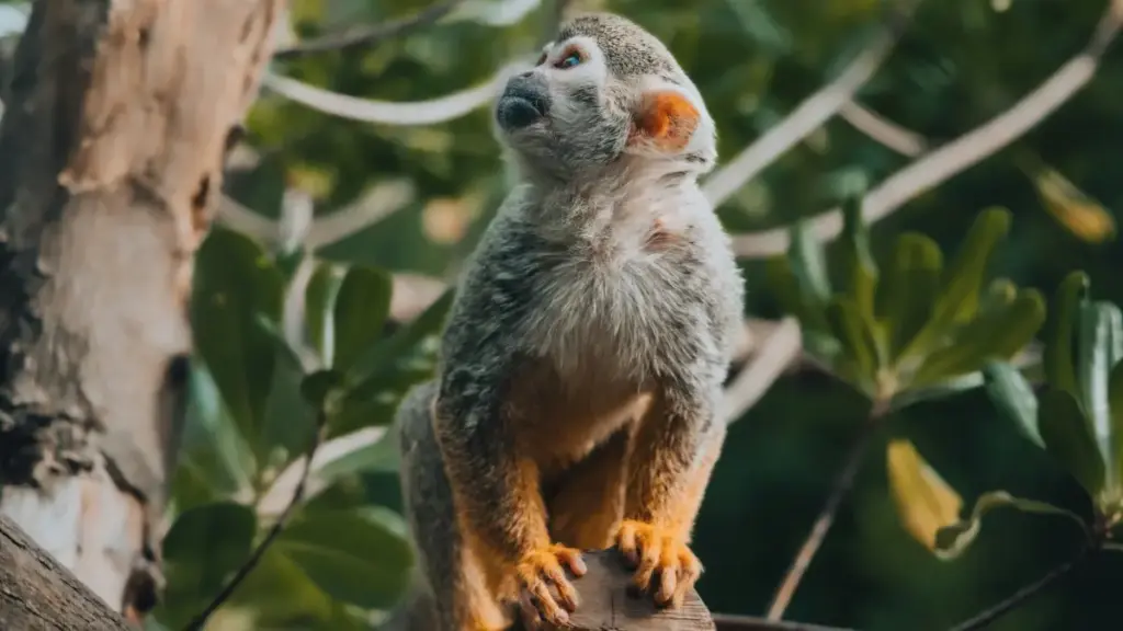 Isiqondisi esisebenzayo saseNingizimu Afrika sokuthola abadali be-Snapchat e-Peru, ukulungisa amaphakheji e-PR, nokwakha imikhankaso ethembekile.