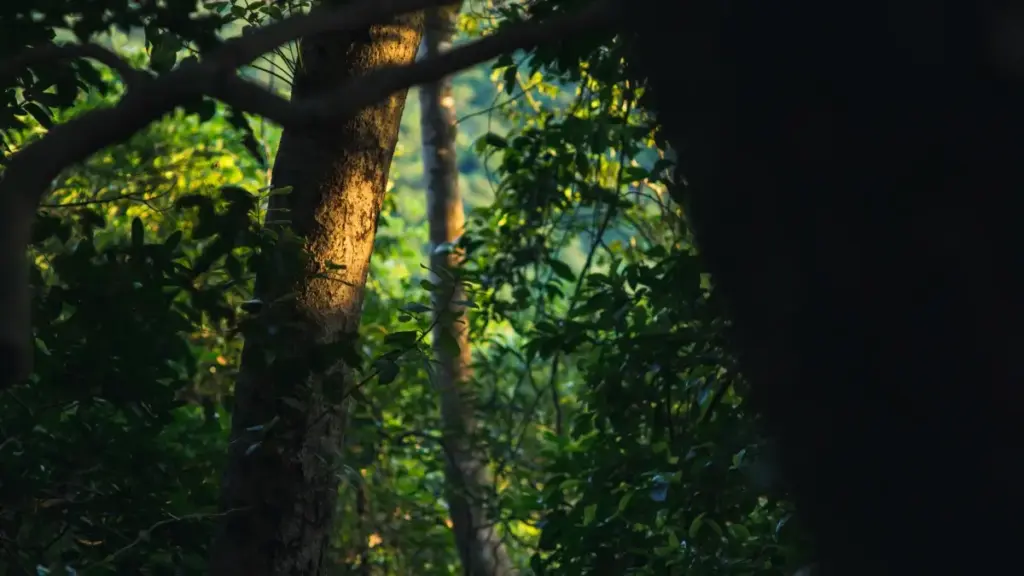 Isiqondiso sendlela yabadali baseNingizimu Afrika abangaxhuma ngayo namabrandase-India ku‑Bilibili ukuze bahlanganyele kumaprogramu amancane we‑seeding.