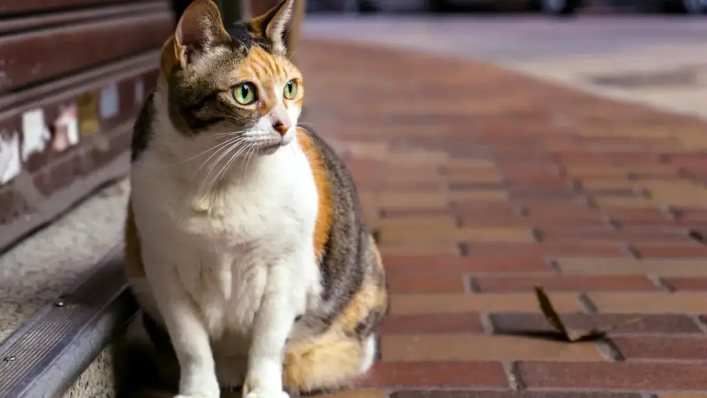 Isu elicacile lokufinyelela amabhizinisi aseLebanon ku-Rumble ukuze uqhube izibhaliso zeziqondiso eziku-inthanethi — amasu, amathuba, nezingozi zase-2025.