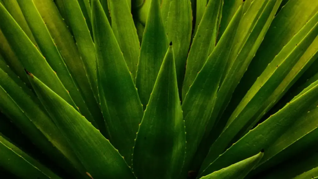 Isiqondiso esisebenzayo sokuthola nababambiqhaza be-WeChat ePuerto Rico ukuze uqale izaziso zezemidlalo eziholwa ngabadali—imikhuba, izingozi, nezinyathelo ezisebenzayo zabakhangisi baseNingizimu Afrika.