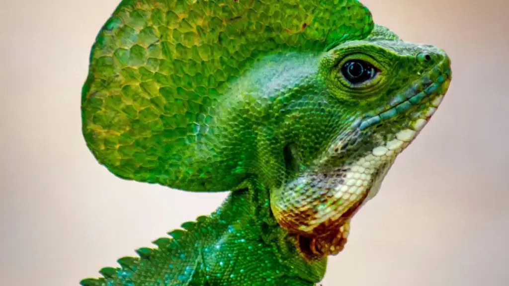 Isiqondisi esisebenzayo saba-creators baseNingizimu Afrika: izindlela ezisebenzayo zokufinyelela ama-brand ase-Chile ku-Threads, ukwakha ukusebenzisana nge-giveaways, nokuguqula ukuxhumana kube yimikhiqizo.