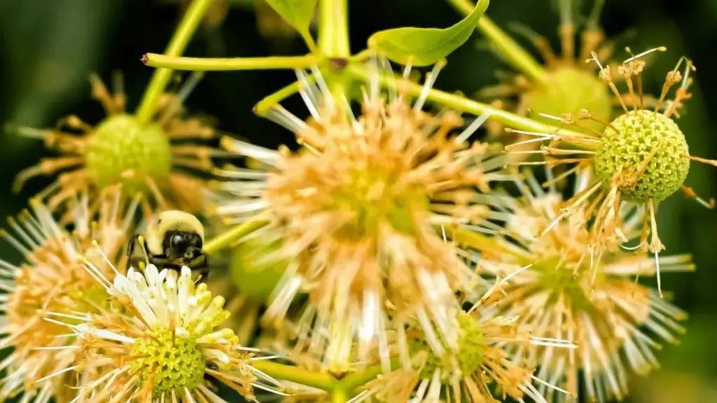 Isu elisebenzayo kubadali baseNingizimu Afrika: indlela ehlakaniphile yokuxhumana nama-brand ase-Ethiopia ku-Threads ukuze udale ama-testimonial videos afanele imakethe.