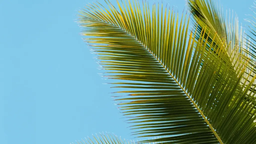 Isiqondiso esisebenzayo sokuthi abadali baseNingizimu Afrika bangaxhumana kanjani namabhizinisi aseNepal ku-Moj ukuze bathole izikhangiso ezikhokhelwayo, kubhekwa imingcele yezokulawula namathrendi wangempela.