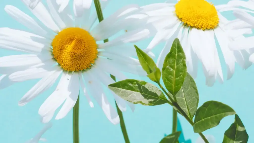 Isiqondiso esisebenzayo soku-xhuma nama-brand ase-Latvia ku-Telegram ukuze wenze ama-unboxing videos — amathiphu, indlela yokuthola ama-channels, nokuthi wenze kanjani ibhizinisi libonelele.