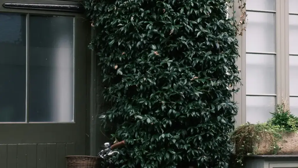 Isiqondiso esisebenzayo se-South Africa sokuthola nokubamba ama-US Amazon creators ukuze bakhuthaze izinhlelo ze-wellness nge-influencers — amathuluzi, izindlela, nezingozi.