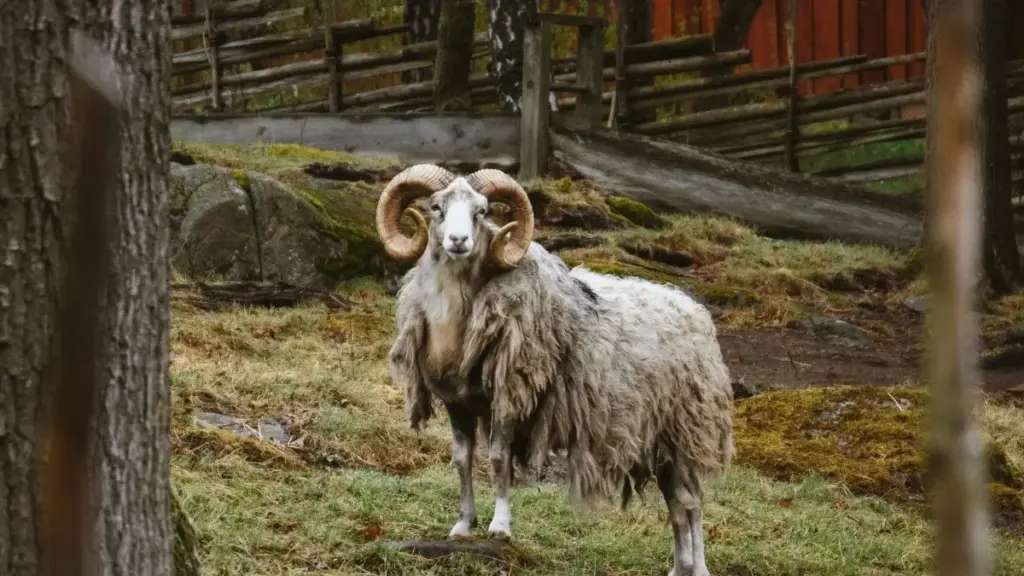 Isiqondisi esisebenzayo sabadali baseNingizimu Afrika: indlela yokufinyelela ama‑Portugal brand ku‑Lazada usebenzisa amathuluzi akhokhelwayo, amaqhinga, nezingozi ezijwayelekile.
