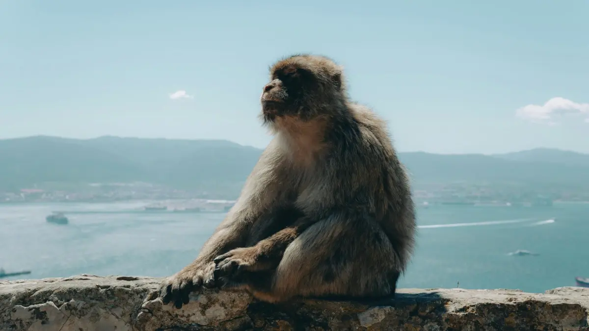I-Advertiser: Thola Abadali be-Disney+ e-Austria BokuTesting Imikhiqizo