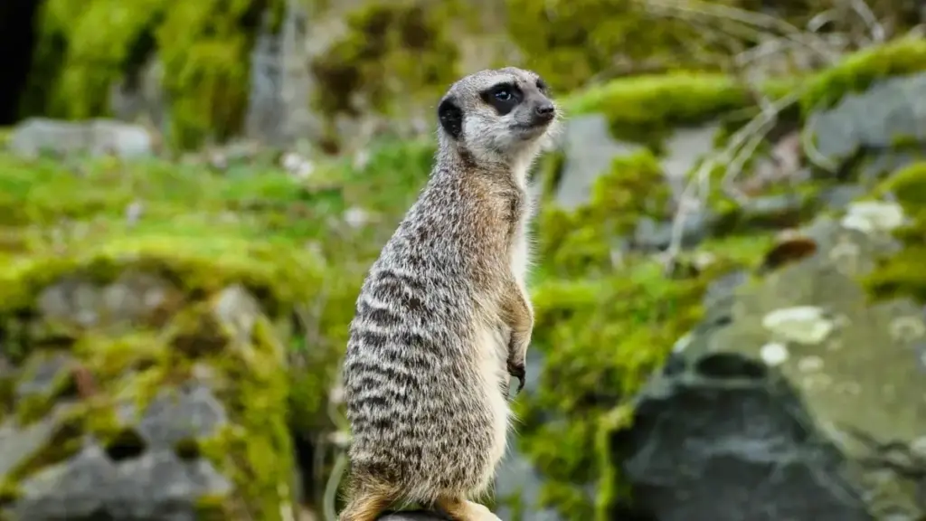 Isu elisebenzayo sokuthola abadali be‑Apple Music e‑Ecuador nendlela yokuguqula abalandeli babe abathengi—amaconsiderations we‑platform monetisation, amathuluzi wokuxhumana, nezinyathelo zokuqoqa idatha.