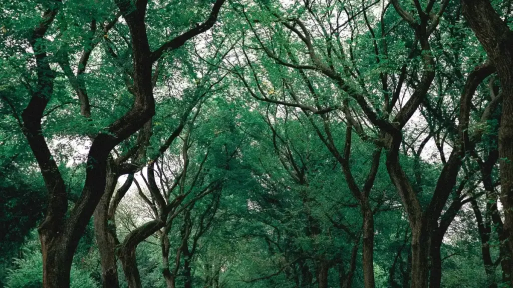 Isiqondiso esisebenzayo saseNingizimu Afrika sokuthola nokuhlela imikhankaso ye-reaction nge-Snapchat naba-creators baseBulgaria, kubandakanya izingozi zokumaketha kwabathonya nezinyathelo zokuzivikela.