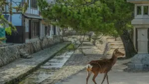 Isiqondisi esisebenzayo sabakhangisi baseNingizimu Afrika sokuthola ama-Myanmar WeChat creators ukuze bakhuthaze amapulatifomu oku-funda aku-inthanethi.