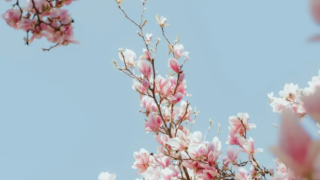 Isiqondiso sokuqonda ukuthi ungaxhumana kanjani nama-Latvia brands ku-Hulu ukuze uhlele ama-review wemikhiqizo yobuhle noqinisekise ukubonakala kwakho.