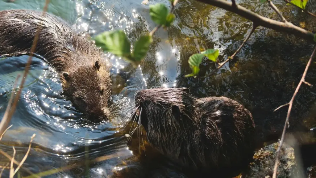 Isiqondiso esisebenzayo sokuthola ama-Spotify creators aseCzech ukuze uqale imikhankaso yokuthengisa eyiqembu—amathiphu, amathuluzi, nezinyathelo ezisebenza ku-2026.