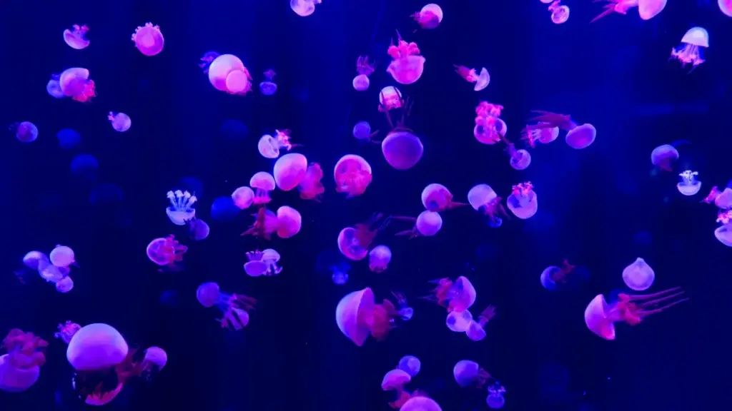 Isiqondisi esisebenzayo saseZA sokuthola ama-Snapchat creators eBelgium ukuze ukhuphule ukubonakala kwamabrand e-clean beauty — amasu, amathuluzi, nezinyathelo ezisebenzayo.