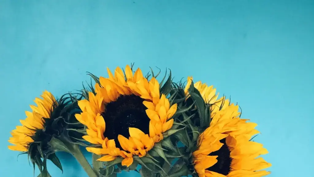 Isiqondiso saseMzansi sokuthola nokusebenzisana nabadali be-TikTok baseMalta ukuze bakhuthaze izingqokelela ezintsha zemfashini.