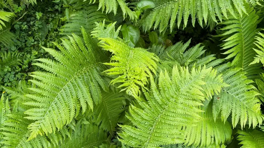 Isiqondisi somkhankaso waseNingizimu Afrika sokuthola abakhiqizi baseDenmark ku-Rumble abanamandla ezinqobeni ze-dance challenges, namaqhinga wokuxhumana, ukuhlola izinkundla, nezinyathelo zokuhleleka.