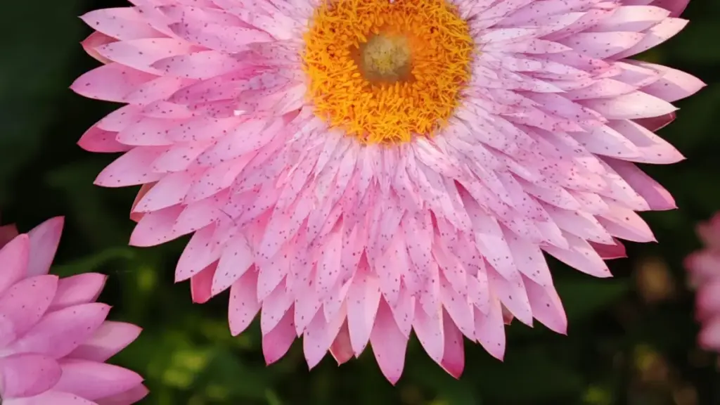 Isiqondiso esisebenzayo sokuthola nokusebenzisana nama-Apple Music creators asePoland ukuze ukhulise ama-flash sale nge-influencer hype — amathiphu weziteshi, outreach, nokulinganisa imiphumela.