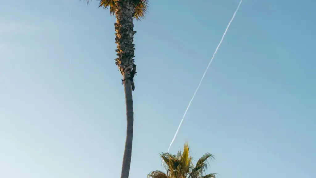 Indlela esheshayo yokuthola abadali base-Argentina, ukwakha ama-micro influencer partnerships, nokugwema ukuchitha isabelomali sakho.